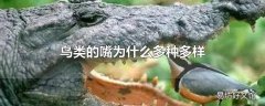 鸟类的嘴为什么多种多样