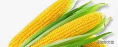 玉米算主食吗