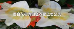 百合花粉弄白色衣服上怎么洗