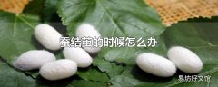 蚕结茧的时候怎么办