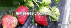 草莓夏天超过30度怎么办