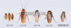 蟑螂是昆虫吗