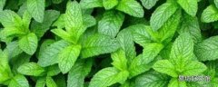 薄荷叶长期储存方法