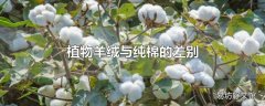 植物羊绒与纯棉的差别