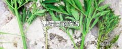 野芹菜能吃吗