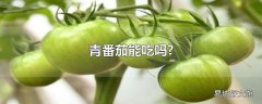 青番茄能吃吗?