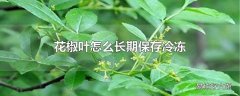 花椒叶怎么长期保存冷冻