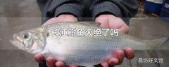 长江鲥鱼灭绝了吗