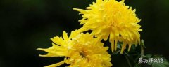 春天的菊花有什么特点