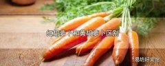 红胡萝卜和黄胡萝卜区别