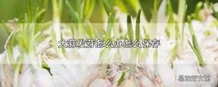大蒜发芽怎么办怎么保存
