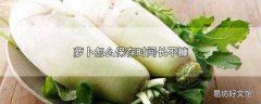 萝卜怎么保存时间长不糠