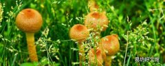 野生干蘑菇怎么洗能洗干净