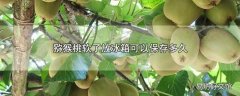 猕猴桃软了放冰箱可以保存多久