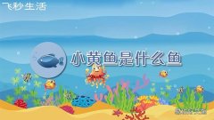 小黄鱼是什么鱼