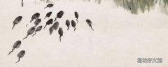 蝌蚪是吃什么的