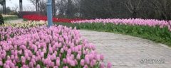 长寿郁金香花海在哪里