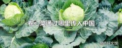 卷心菜通过哪里传入中国