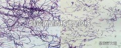 链霉菌是真核还是原核