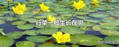 行菜一般生长在哪