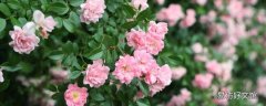 蔷薇根会发芽吗