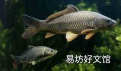 鲤鱼气温多少度合适钓呢 鲤鱼气温多少度合适钓