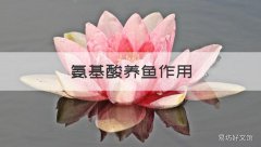 氨基酸养鱼作用 氨基酸养鱼作用大吗