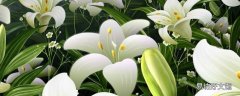 百合花放冰箱冷藏可以放几天 百合花可以放冰箱保鲜吗