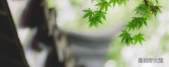 清明节为什么要扫墓呢 清明节扫墓买什么花